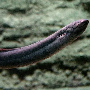 A.Sax】マーマデューク Bird 1948 アルトサックス マウスピース - メルカリ