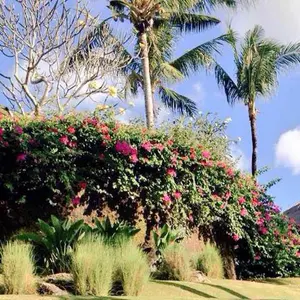 スタマイ よみうりランド スクエア缶バッジ 可愛ひかる - メルカリ