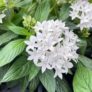 多弁イルミリオン交配 加藤農園 クリスマスローズ 同梱可能 - メルカリ