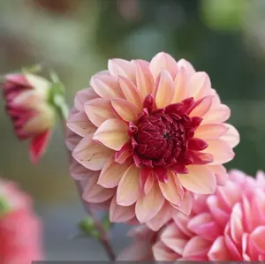 ワンダーデコール Dogs ガーデンオーナメント お座り子犬 スパニエル