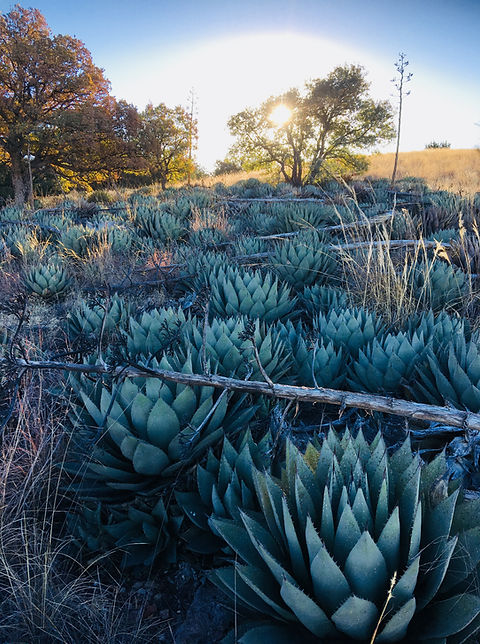 アガベ Agave parryi 'Desert Delight' 249 Agave parryi Desert