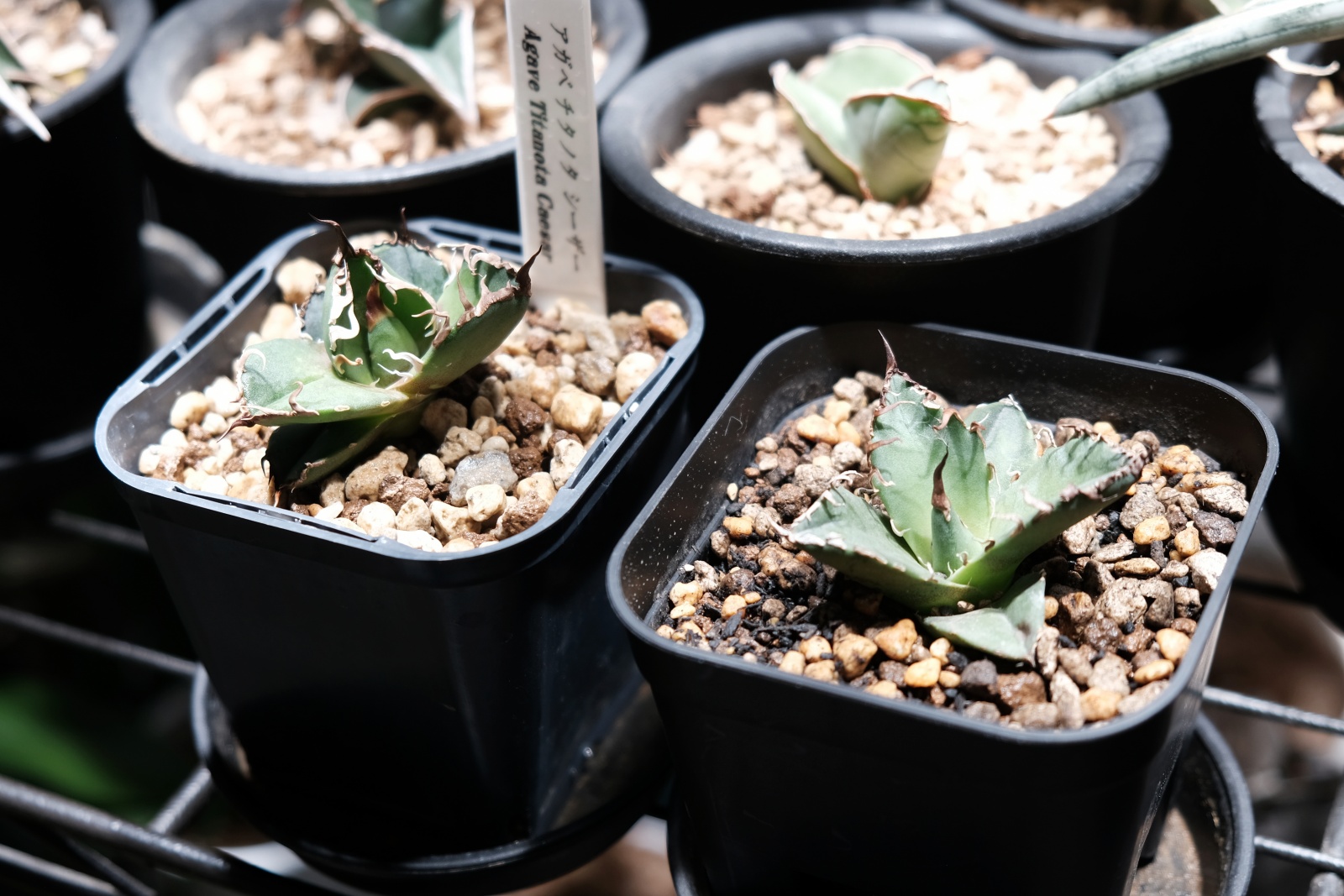 アガベ ハデス / 帰省中に手に入れた子株を育成開始。 | すごいグリーン