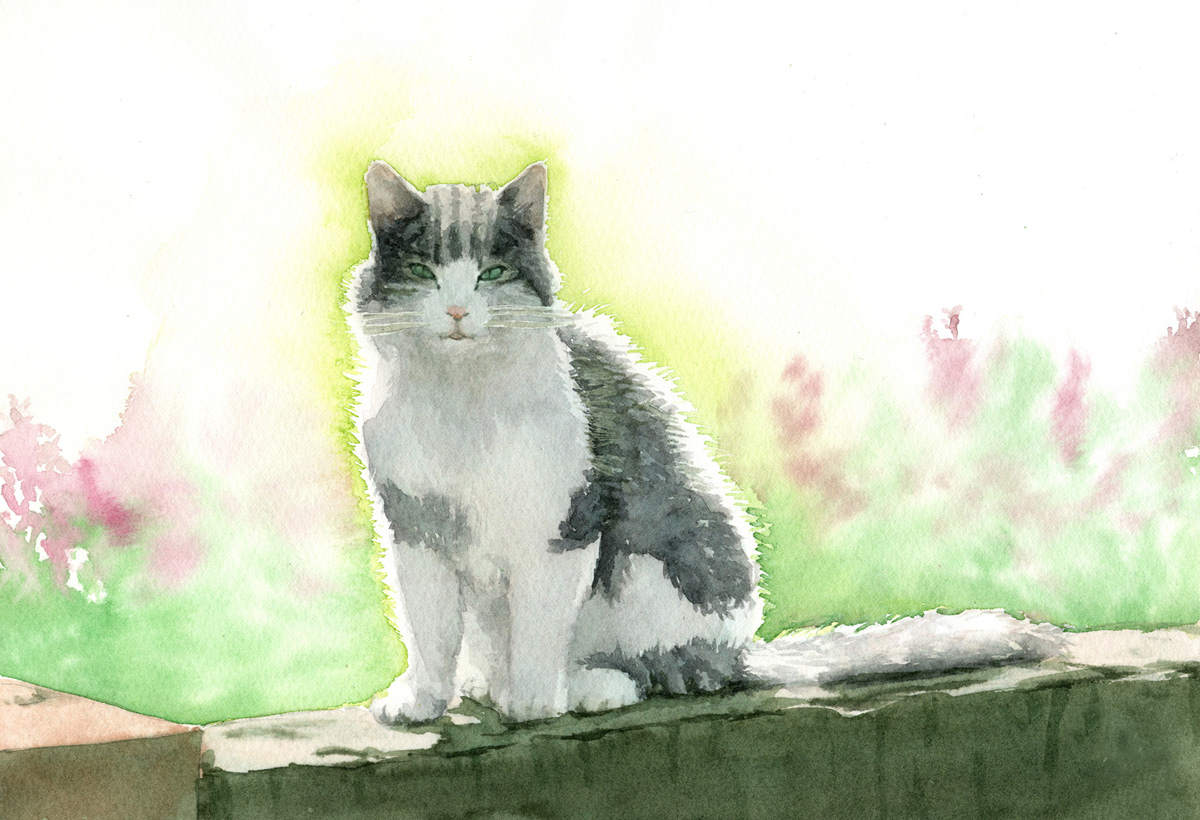 陽だまりの猫の水彩画を描きました 逆光に照らされた猫 ｜ 毎日水彩画